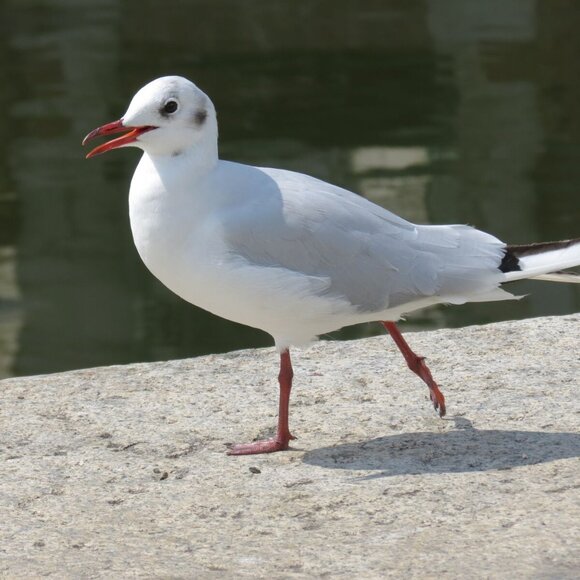 Canon SX40HS 12MP beautiful camera, with 35X Optical Zoom and accessories - Picture 12 of 14